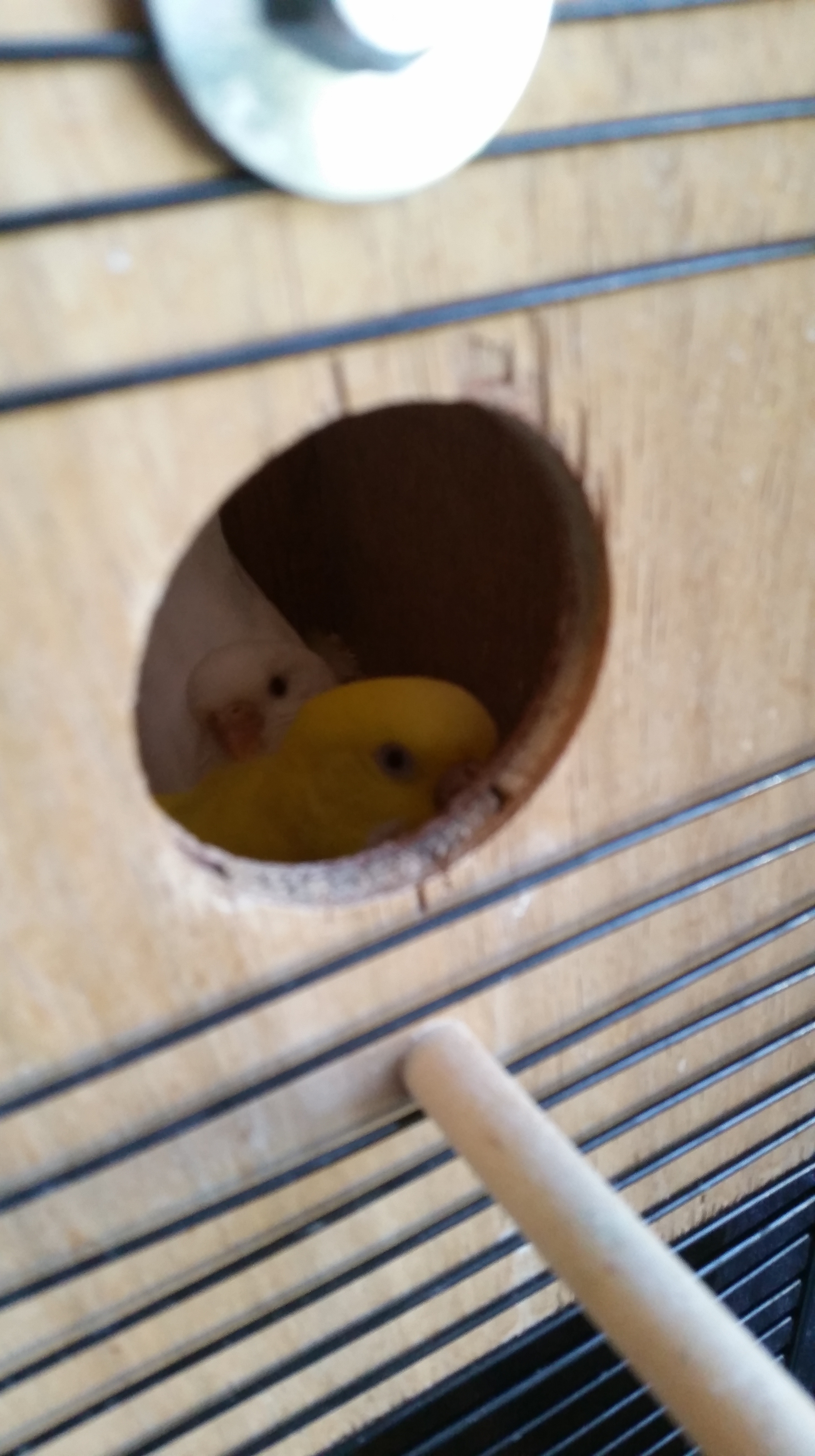 Siri and Soma of The Parakeet Perch sitting in the nestbox